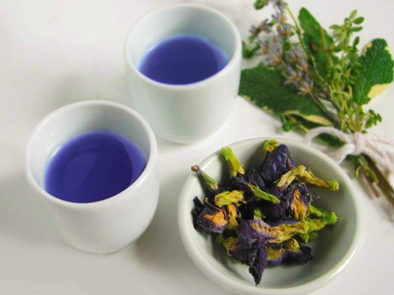 Тайский синий чай анчан: польза, вред, как заваривать и пить чанг шу