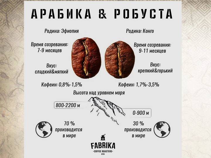 Арабика или робуста – что лучше, отличия во вкусе, что выбрать