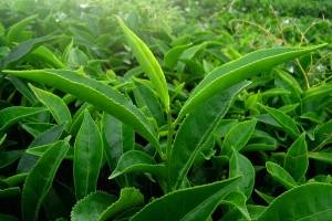 Вред и польза зеленого чая для мужчин