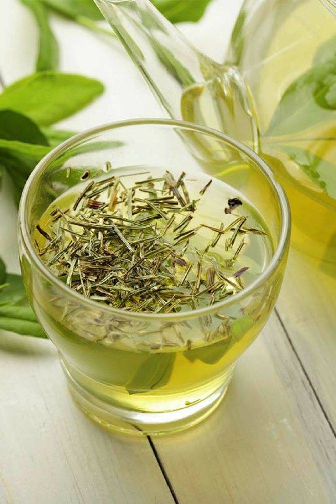 Оливковый чай: полезные свойства, рецепты заваривания, противопоказания