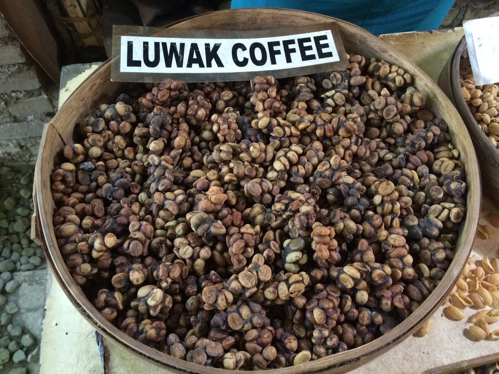 Кофе лювак (kopi luwak) — самый дорогой кофе в мире на бали: обзор +видео
