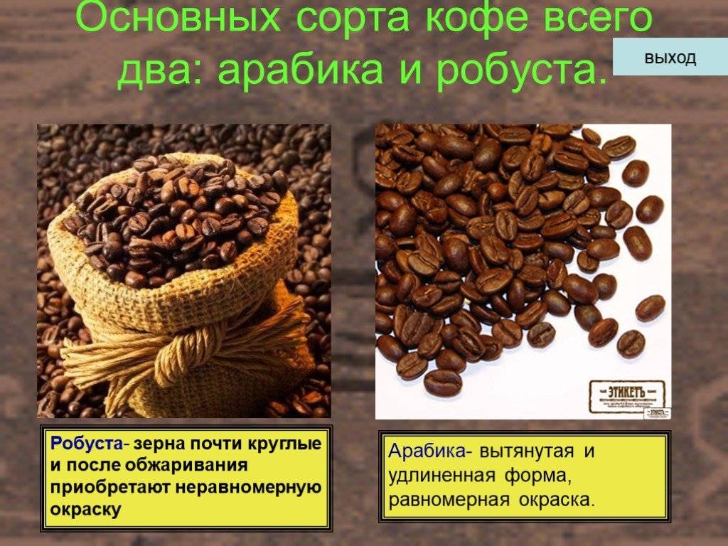 Арабика и робуста - различия | сорта кофе
