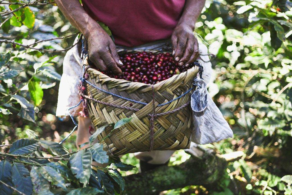 Кофе из гватемалы: лучшие сорта, особенности