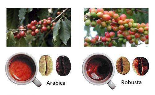 Характеристика ангольского кофе