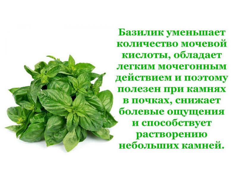 Польза и вред чая с базиликом, а также 7 рецептов приготовления