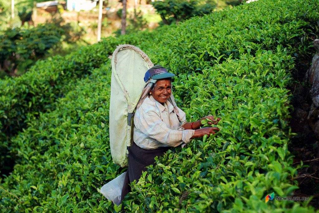 Цейлонский чай: сорта, как заваривать, польза и вред