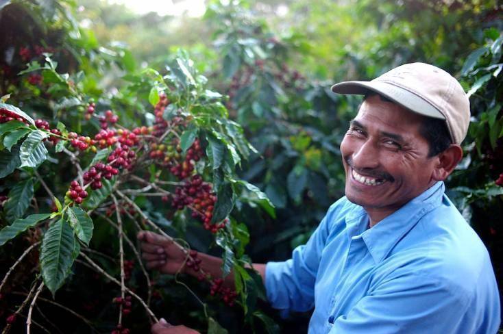 Какой кофе производят в Гондурасе