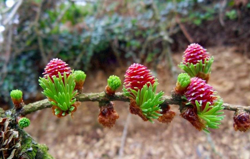 Отвар из лиственницы