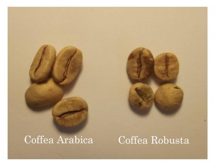 Какой сорт кофе полезнее арабика или робуста?