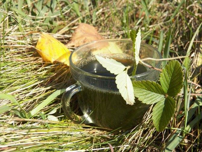Чай из земляничных листьев польза и вред — подробнее о чае