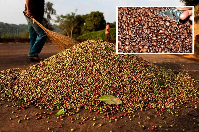 Сорта индийского кофе – особенности выращивания и обработки. малабарский муссон как способ получения нового вкуса