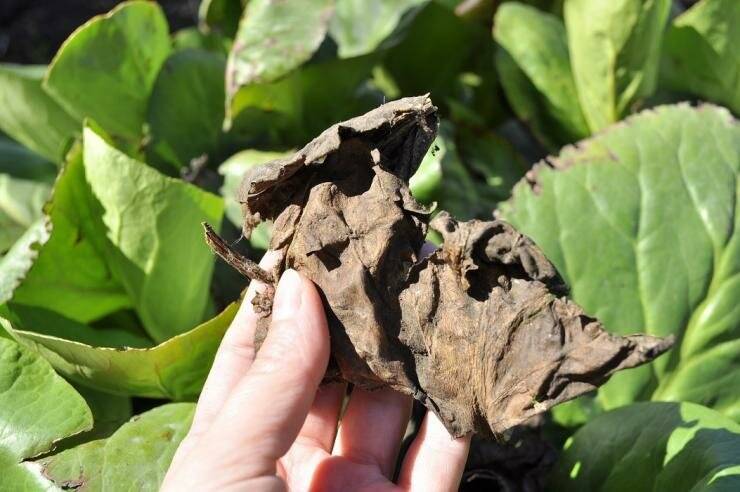 Чай из листьев бадана: польза и вред, лечебные свойства и противопоказания, как приготовить в домашних условиях, когда собирать и как сушить - целебные травы