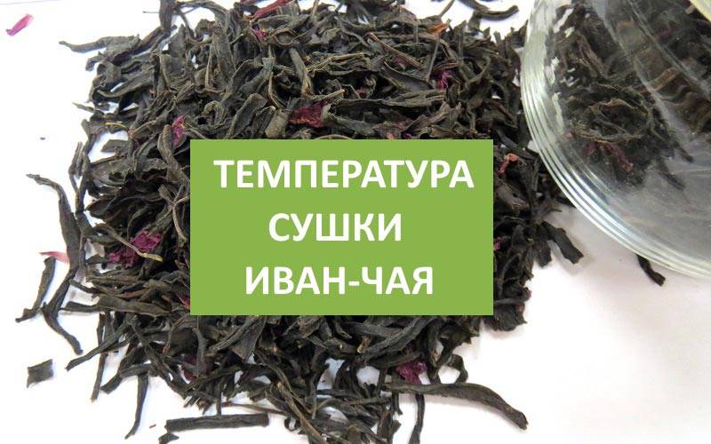 Иван-чай: заготовка. когда собирать, как сушить, целебные свойства