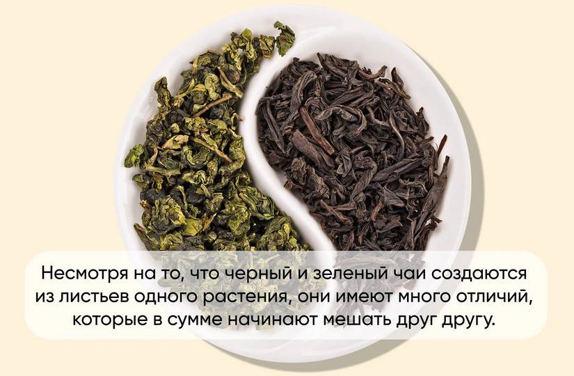 Зеленый чай, чем отличается от черного, ключевые моменты