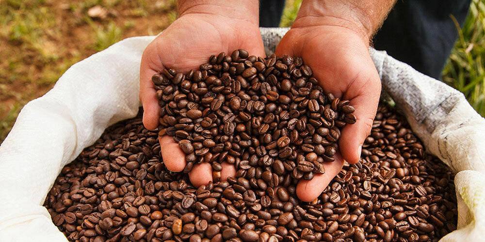 Близкое знакомство с кофе: 10 возможностей поселиться на кофейных плантациях