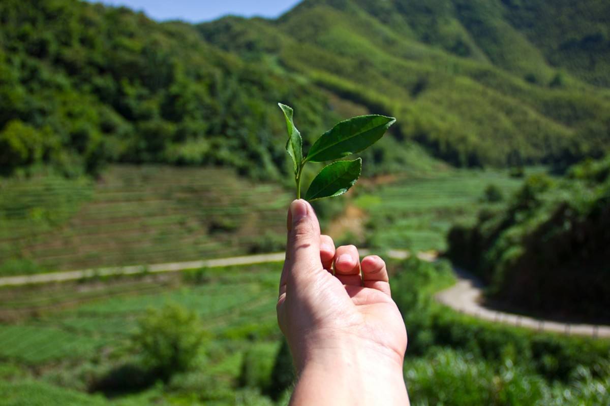 Особенности и свойства чая Те Гуань Инь
