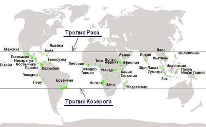 Родина кофе: история происхождения