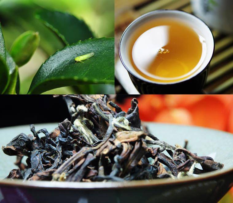 Чай габа алишань: польза и вред