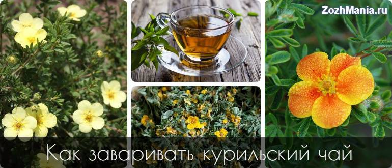 Курильский чай: лечебное применение