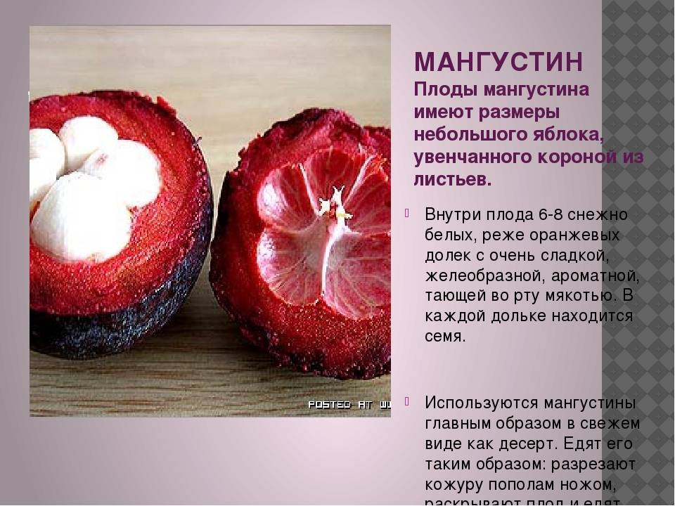 Польза мангостина - 125 фото фрукта, состава и описание экзотического мангостина