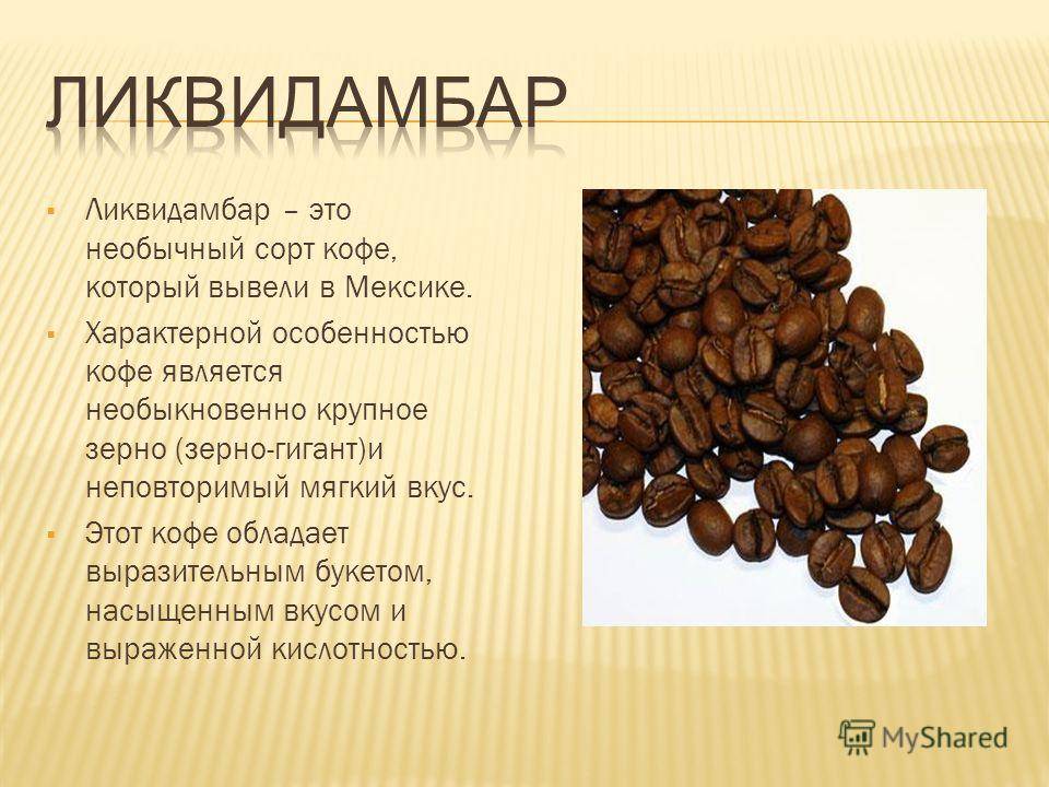 Как выращивают кофе на бали: кофейные плантации острова