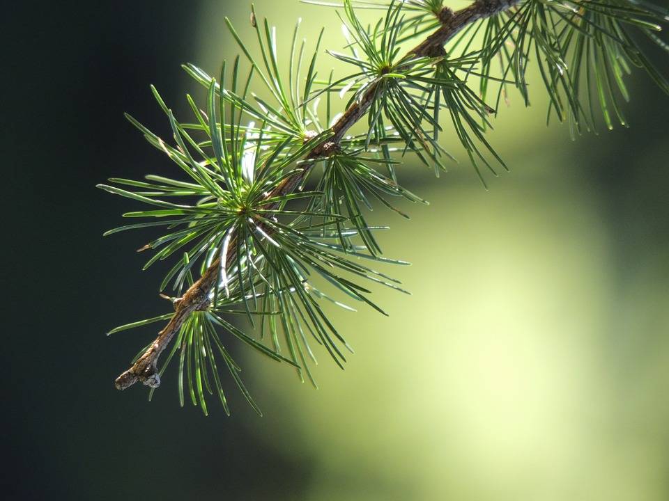 Отвар из лиственницы