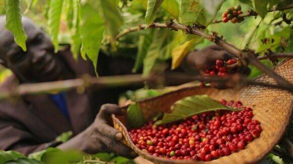 20 стран-лидеров среди мировых производителей кофе: от бразилии до зимбабве (и италии тут нет)