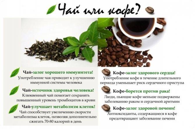 Зеленый кофе - польза и вред употребления, рецепты заваривания