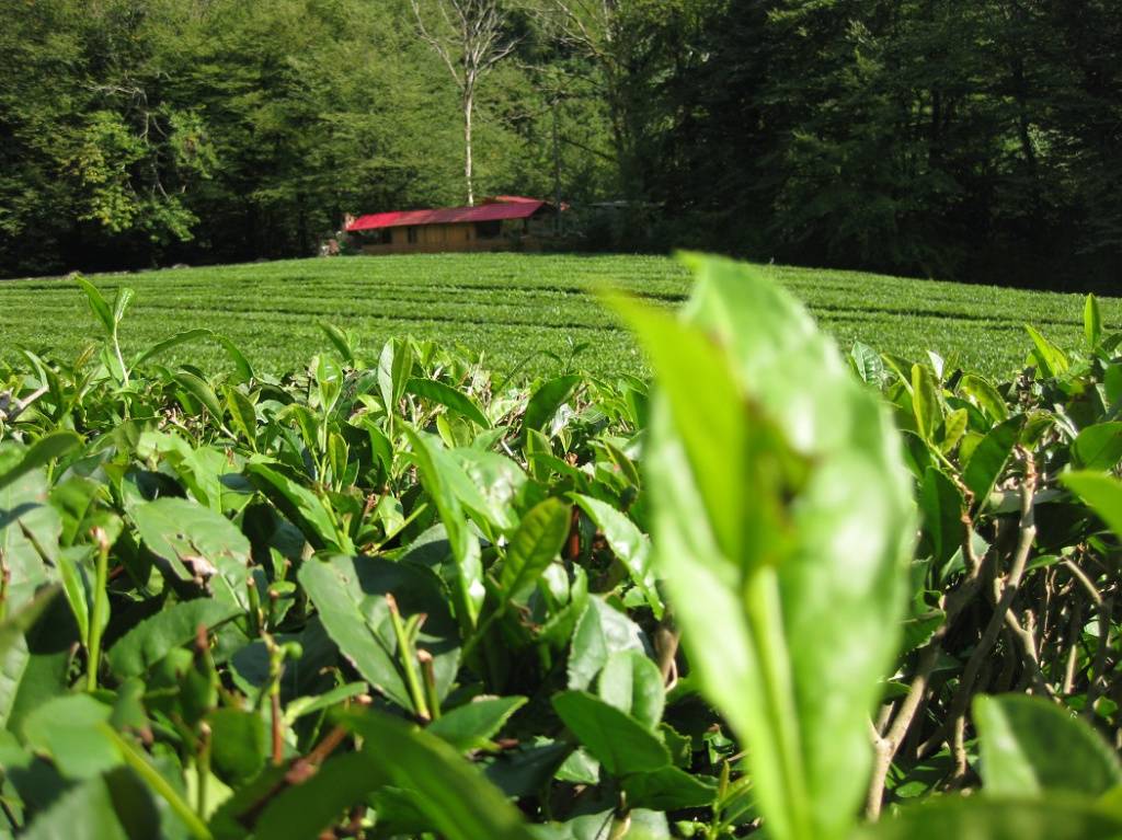 Краснодарский чай выращивают только на трети пригодных для него земель кубани