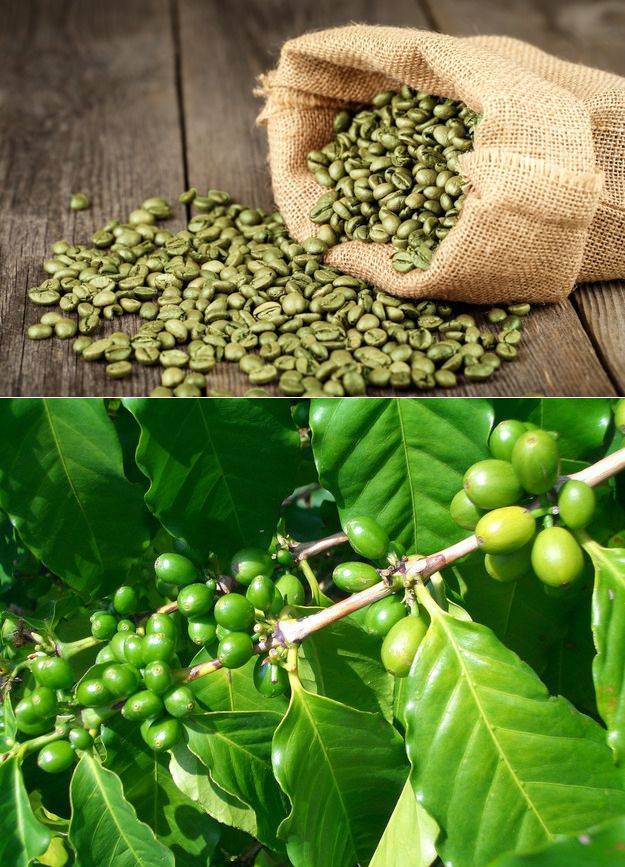 Зелёный кофе: польза и противопоказания
