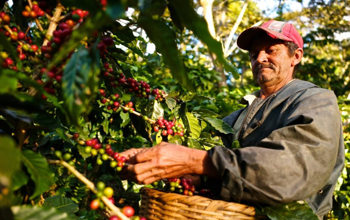 Как и из чего делают настоящий кофе «Нескафе»