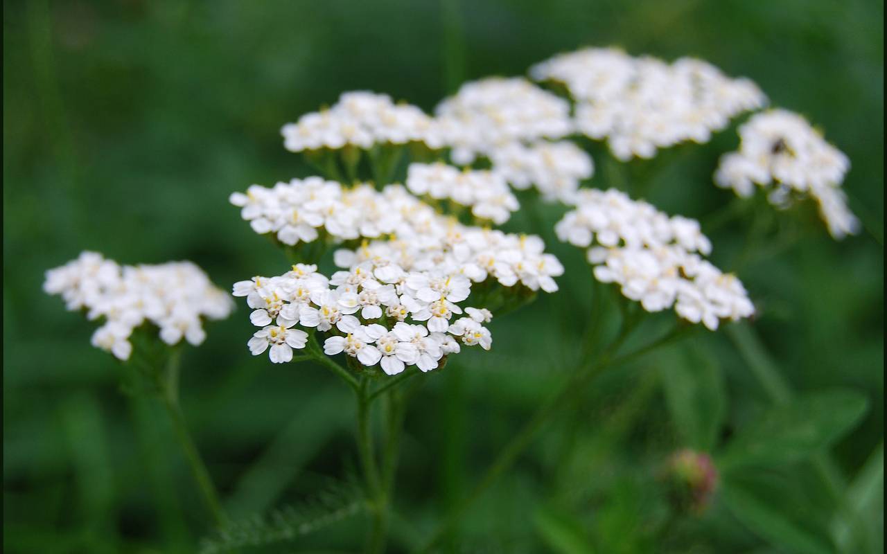 Отвар тысячелистника – как заваривать