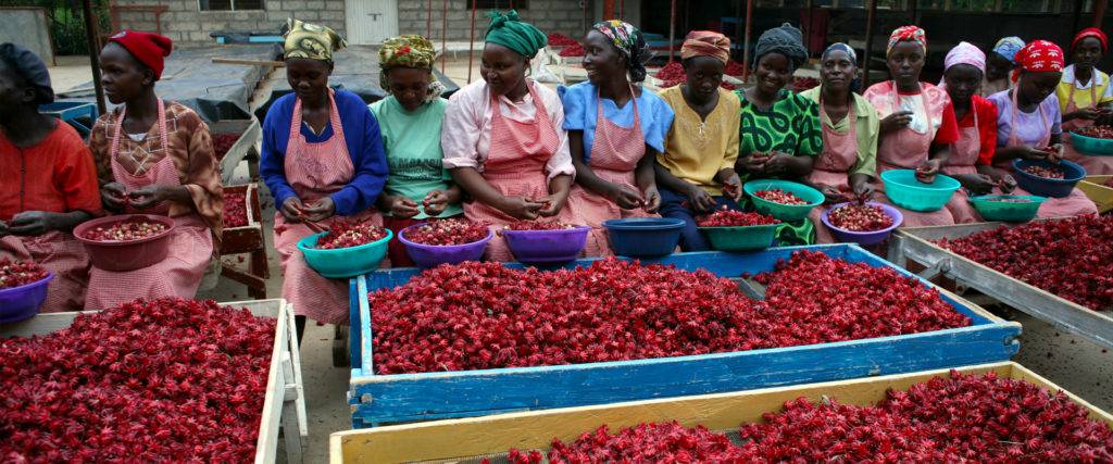 Чай каркаде польза и вред