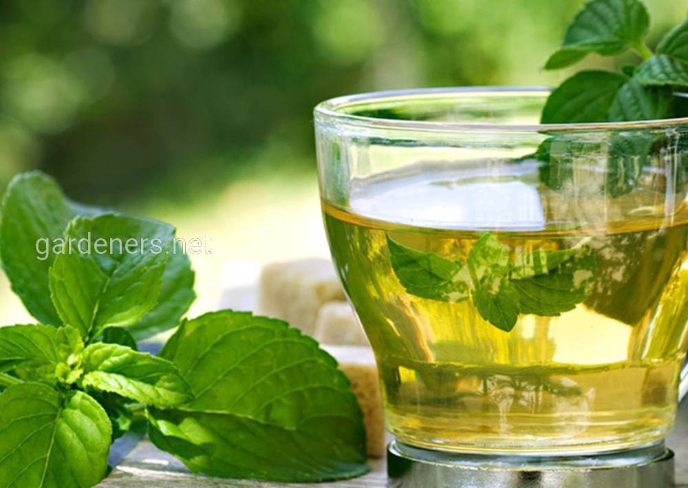 Травяной и фруктовый чай