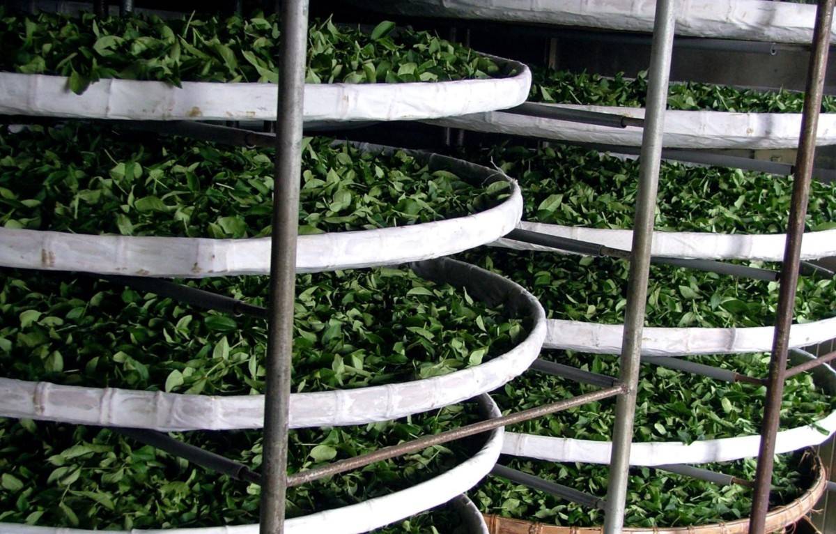 5 отличий ферментированного чая от заварки, не прошедшей ферментацию