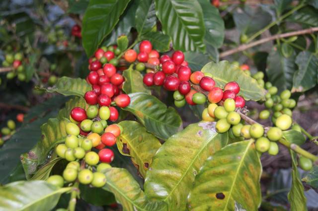 Кофе из зимбабве: описание, регионы, виды и сорта