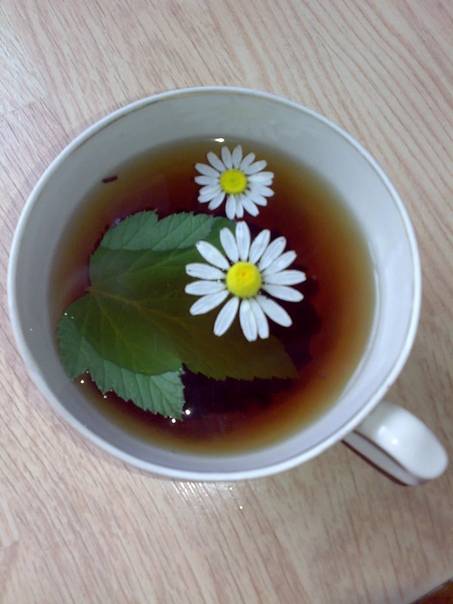 Ромашковый чай: польза и вред целебного напитка