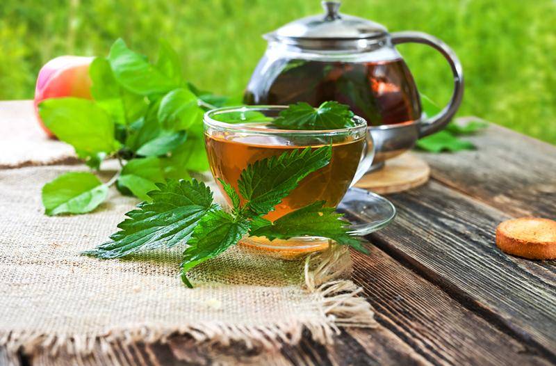 Крапивный чай: польза и вред для здоровья – lifekorea.ru
