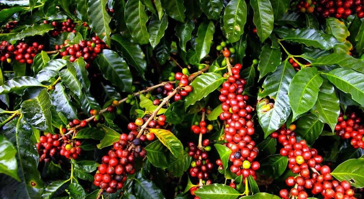 Характеристика кофе из Зимбабве