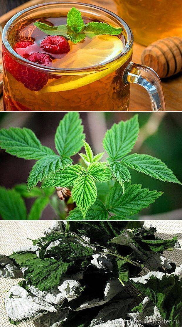 Чай из листьев смородины и малины: польза и вред