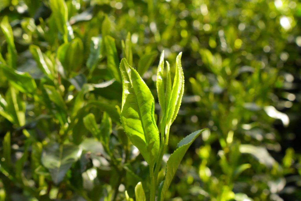 Чай гекуро: полезные свойства и вред. как заваривать зеленый японский напиток?