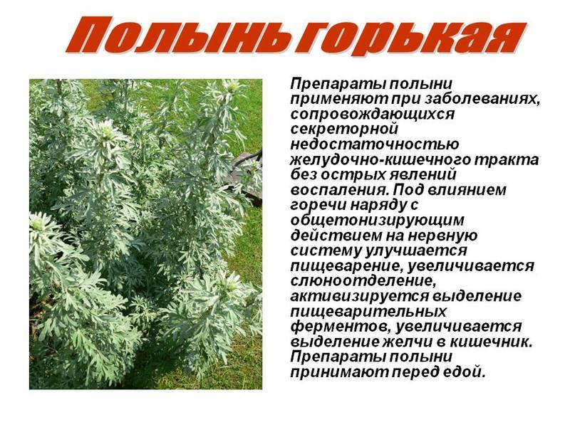 Полыни горькой трава цена в москве от 39 руб., купить полыни горькой трава, отзывы и инструкция по применению