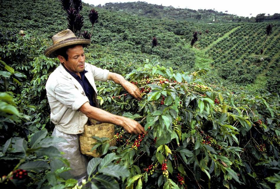 Сорта кофе в колумбии: история кофейной индустрии и экспорт