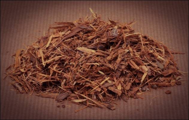 Чай катуаба с можжевеловым ароматом и его свойства: читаем по пунктам