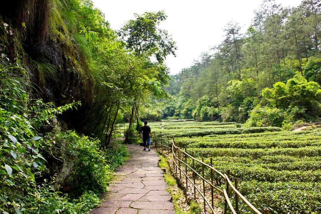 Улун Жоу Гуй – описание утесного чая из провинции Фуцзянь