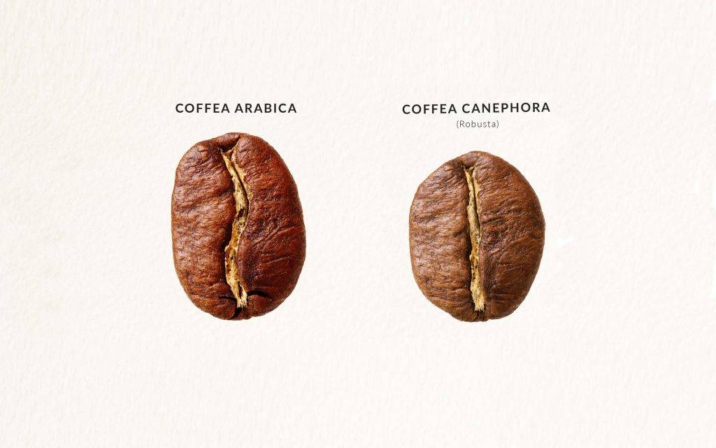 Что такое кофе робуста, плюсы и минусы