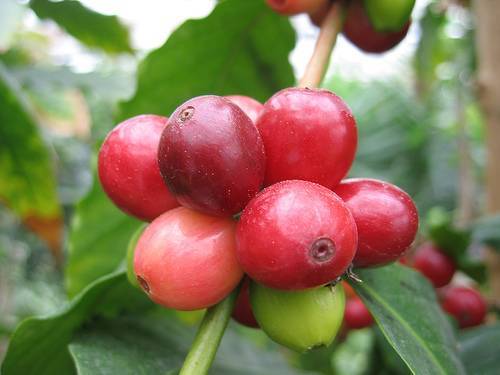Пиберри (Peaberry) – деликатесные зерна кофе