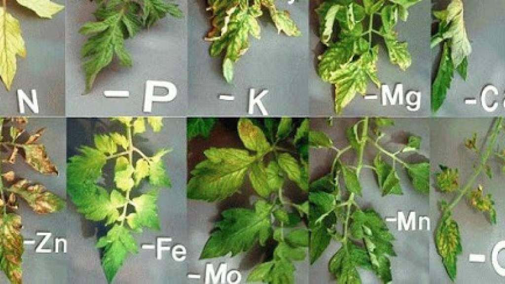 Отвар томатов