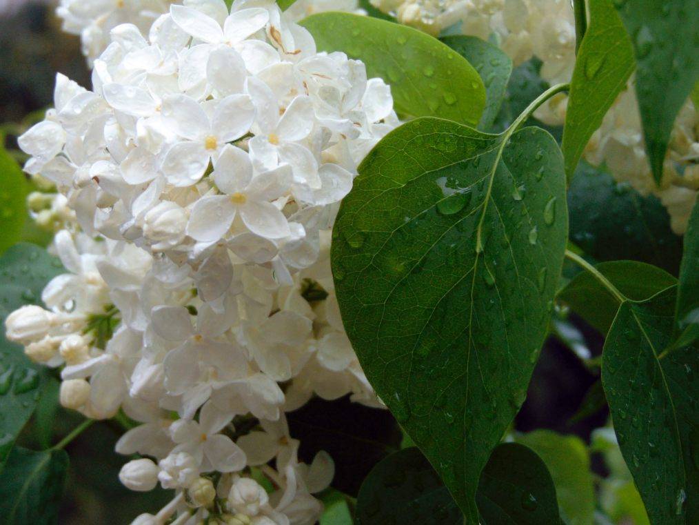 Отвар из сирени