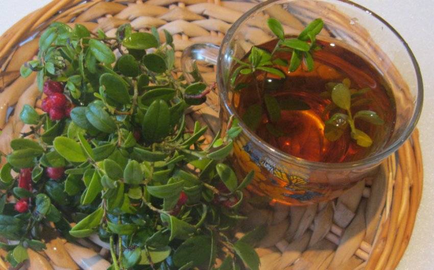 Чай из веточек вишни, польза и вред, как приготовить целебный чай